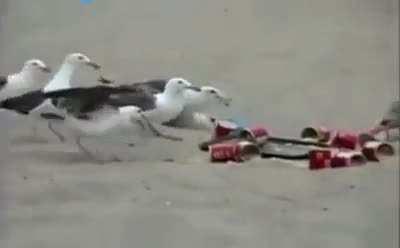 Feeding laxatives to seagulls