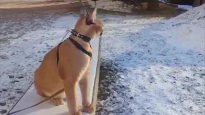 Feelin’ like a caracal on a leash