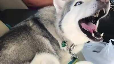 But I called shotgun