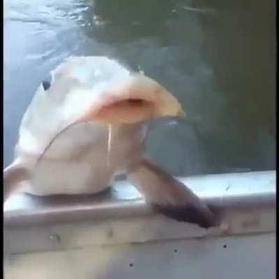 SiCK mAn MAkeS FisH dRinK AlcoHoL AnD ThEn SlaPs it To DeATh