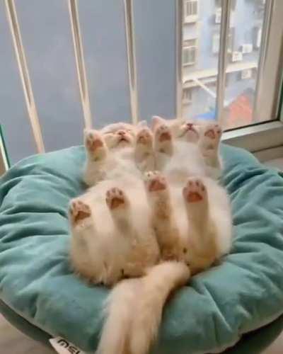 These cats taking a nap.