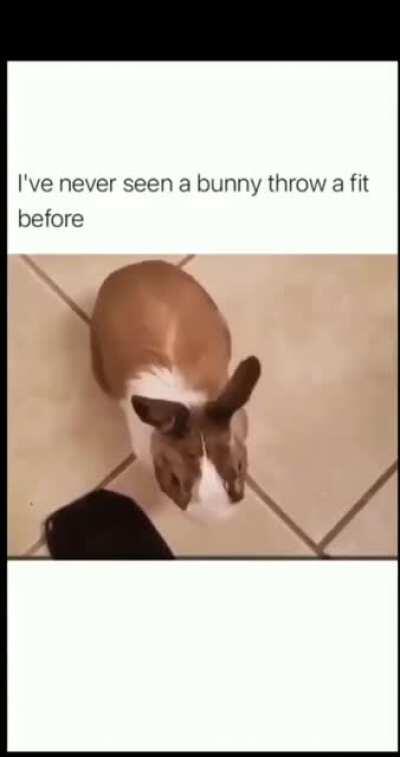 Bunny with an attitude