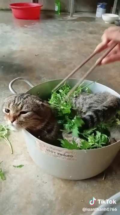 He will be baked into a delicious stew