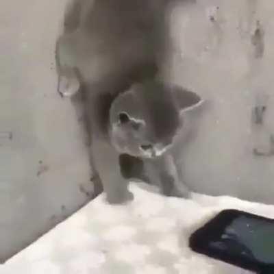 When an introvert gets a phone call