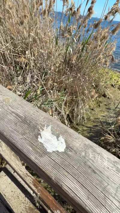 Stand right next to the bridge