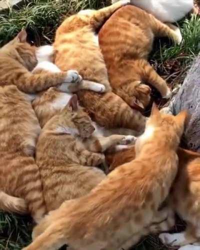 No brain cells in this video