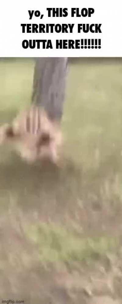 Floppa’s murderous intent