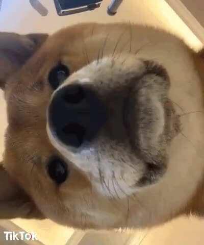 Just checking to see whose still with me? 😎❤🐕🚀🚀🚀