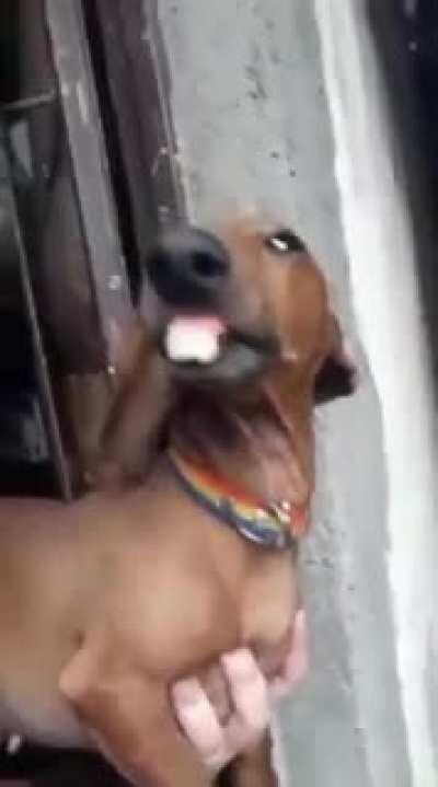 Cachorro Zacarias peepoLaugh