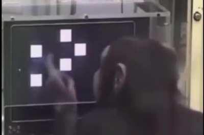 Yes. You are now officially proven to be dumber than a chimp.