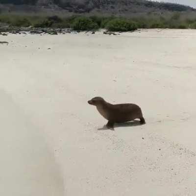 🔥 Fur seal can’t quite make it to the ocean 🔥