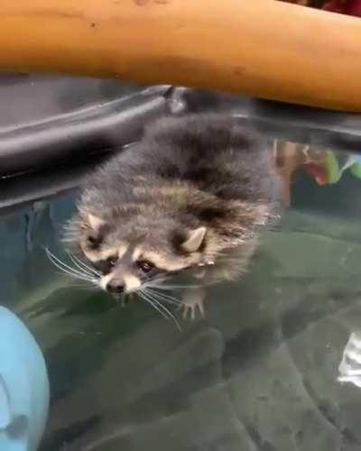 Floating Trashpanda