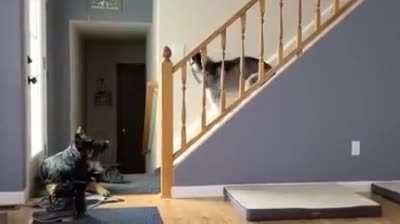 Huskies are such drama-queens