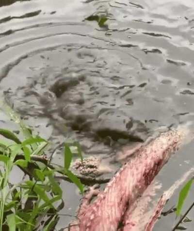 Baby alligator testing out a death roll.