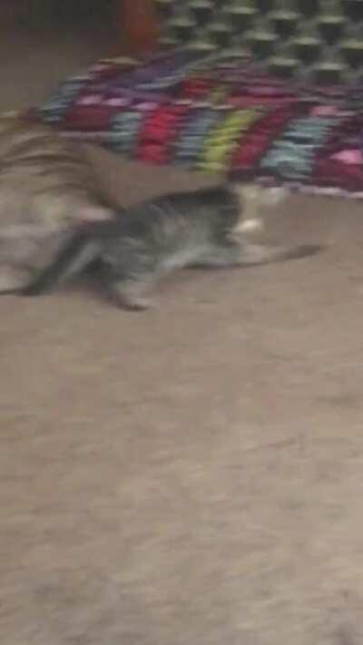 My three legged baby Trinity is back playing with her big brother :)