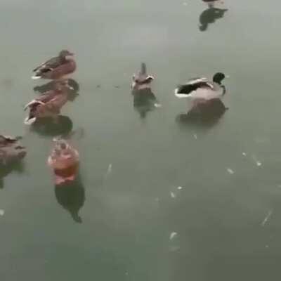 Duck, duck, goose