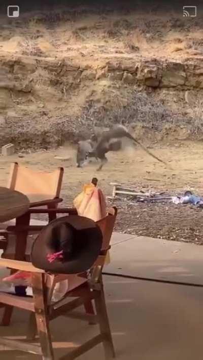 🔥 Kangaroos having a Good Old-Fashioned Bar Fight