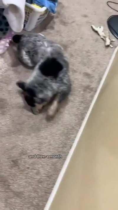 Someone Cruelly Dumped A Friendly Dog, It Was Saved And Adopted