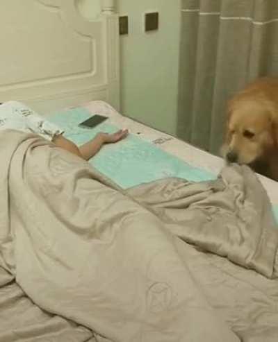 Dog puts his human to bed
