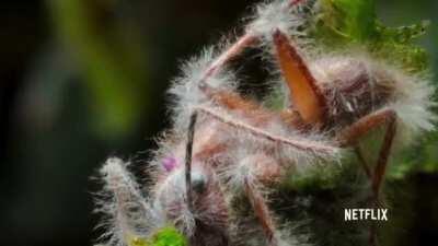 Time lapse of Cordyceps fungus .