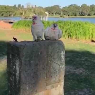 When your little brother didn't shut up!