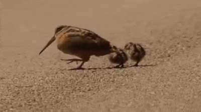 When woodcocks rock when they strut, they are actually searching for food! It is suspected that the bobbing helps them detect slight changes in the soil, making it easier to detect worms.