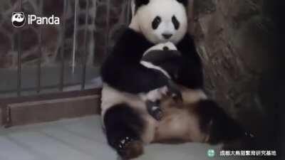 A panda a day keeps the sorrow away