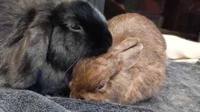 Jayjay giving some kissies to his wifey