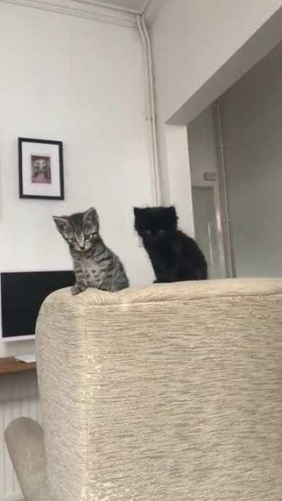 2 kittens to brighten up your day. Can’t think of names for them, any ideas?