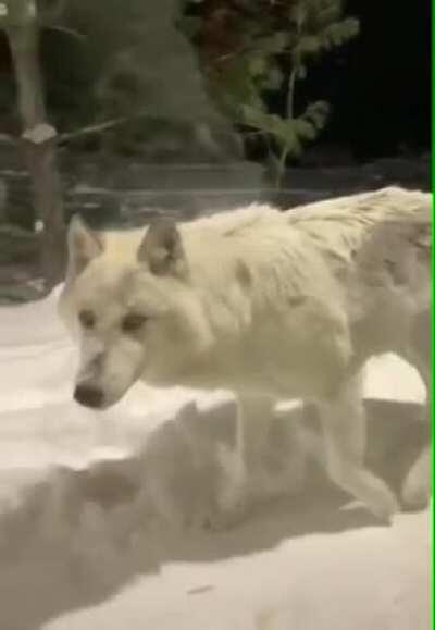 🔥 Curious Wolf stops by lodge in Quebec Canada 🔥