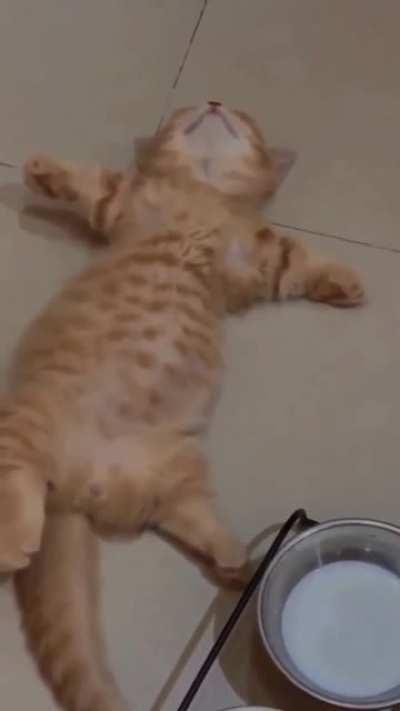 I'm telling you all that milk will put a new kitty to sleeep 😴😻