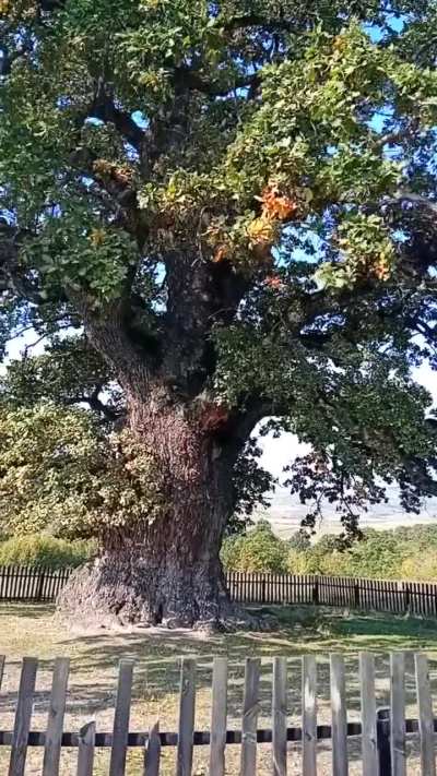 the 900 years old oak