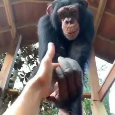 Monkey being a total bro