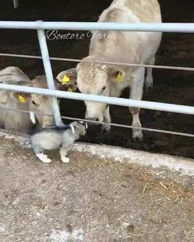 You get a snoot boop! You get a snoot boop! Everyone gets a snoot boop!