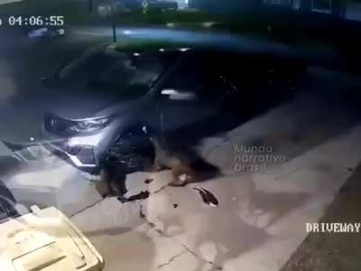 Cães destroem carro procurando gato escondido no motor