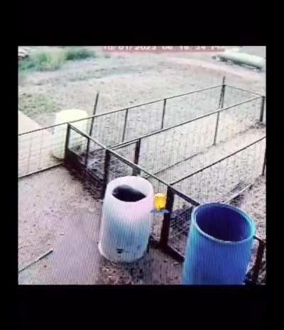 A pig makes a huge mistake