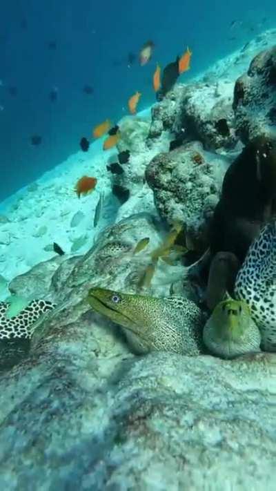 Thats'a many morays having a mingle. Who's your favourite?