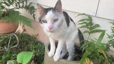 My 17 year old cat Spencer