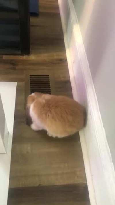 Sunny is a fan of the heat vent next to my desk (wait for the flop)