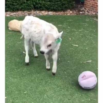 His favorite toy ❤️