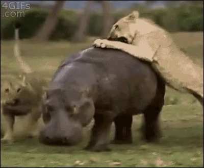 Lions trying to take a Hippo. He just doesn't care at all.