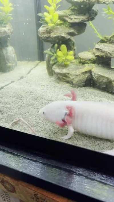 Boris likes to play with his food.