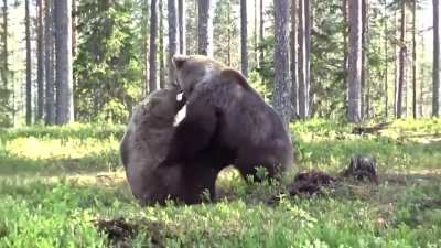🔥two male brown bears fighting