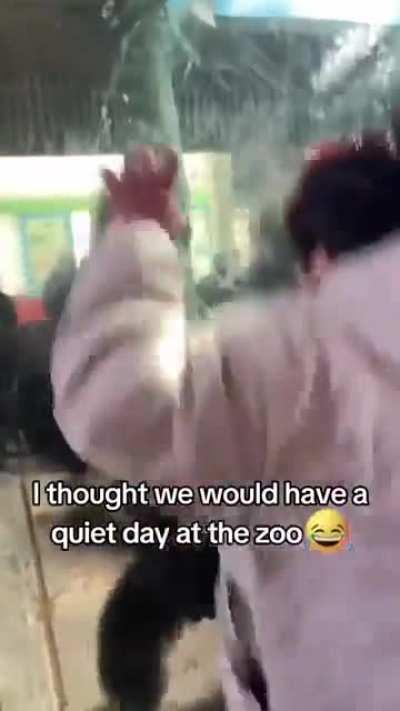 does this guy know chimps can rip his limbs off with no sweat?