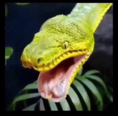 Contorting, fluctuating. The beast's form manipulating beyond any comprehendible means. The pain it suffers stretching for light-years and lasting longer than eons. Past the universe and beyond, it's soul weeps.