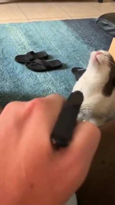 To discipline the cat