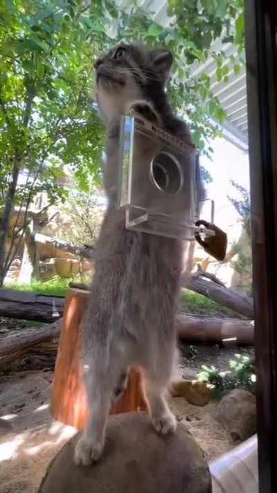 What a Pallas Cat looks like in their summer fur