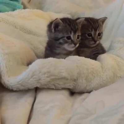 Kittens vs scary finger.