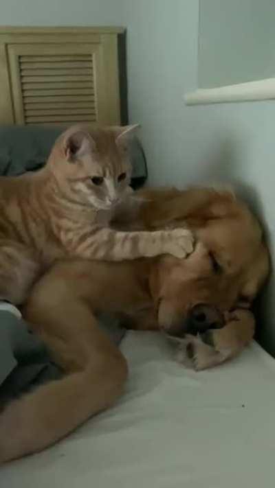 Little Bro knows how to keep Big Sis happy