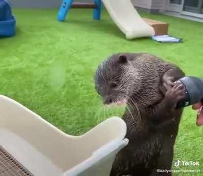 Otter protecting box from getting wet